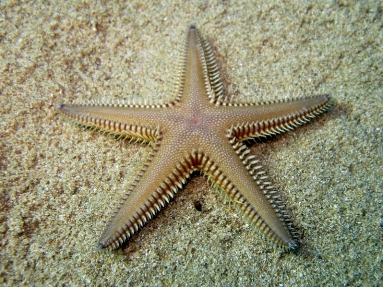 Astropecten platyacanthus (Philippi, 1837)